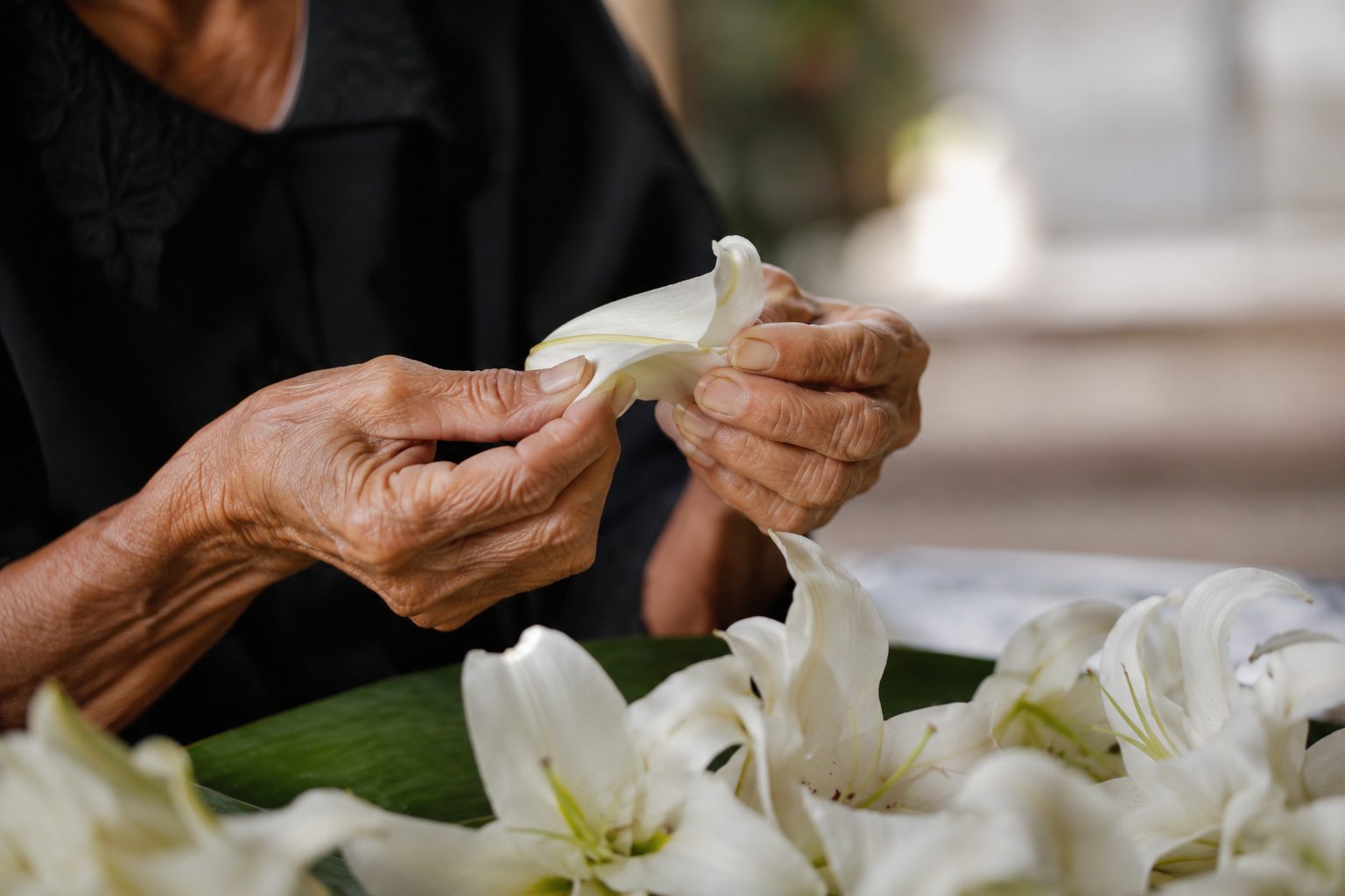 ภาพระยะใกล้ของมือที่กำลังจัดดอกลิลลี่สีขาวในดอกไม้งานศพอย่างอ่อนโยน